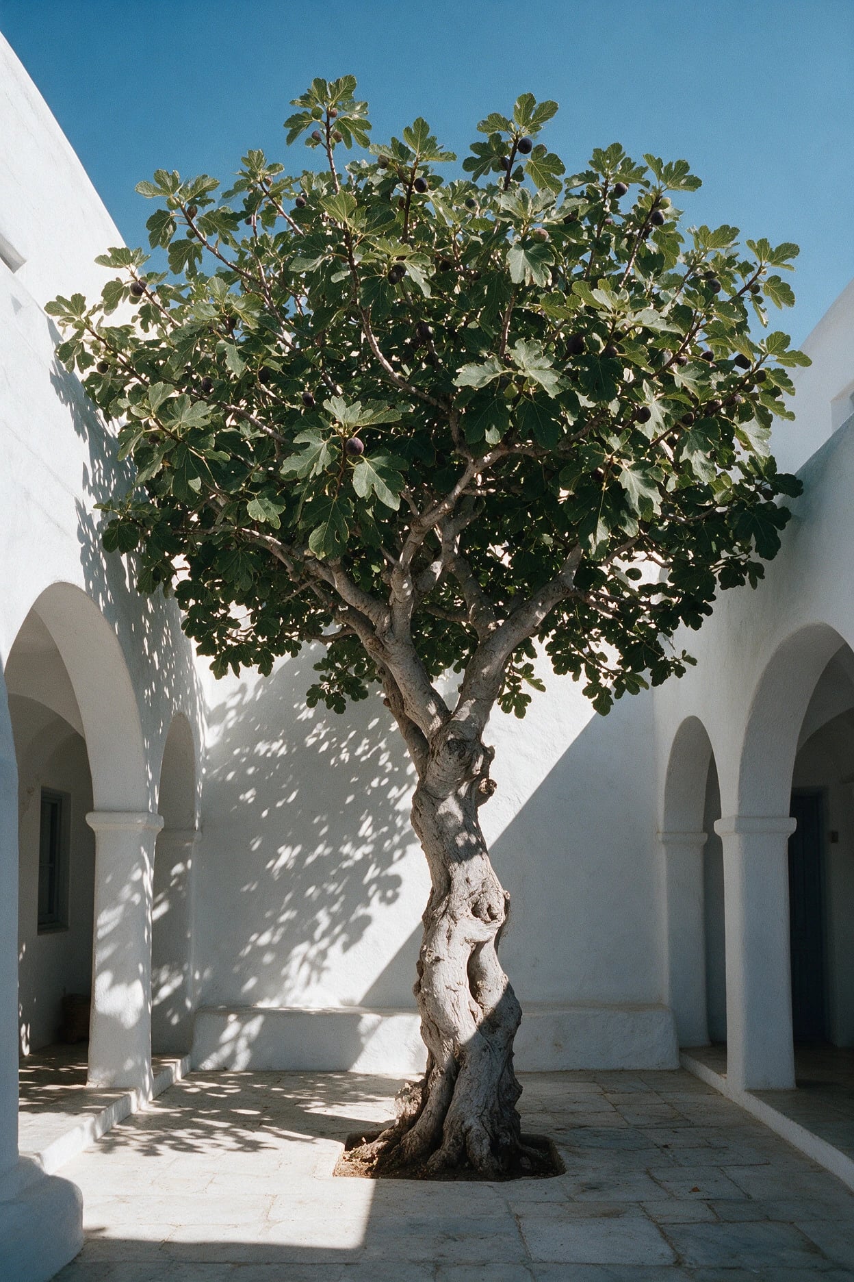 Diptyque · Philosykos: Ein sonniger Innenhof